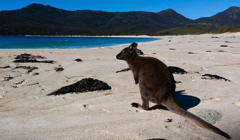 Wallaby on Wineglass Bay
